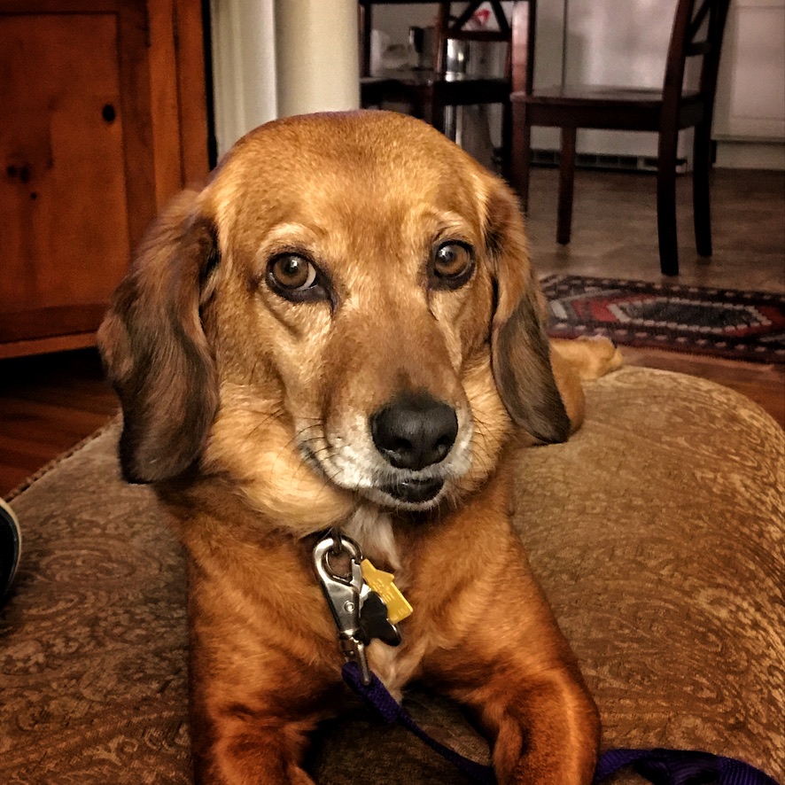 Daphne, office dog at Wise Chiropractic Pearl District Portland
